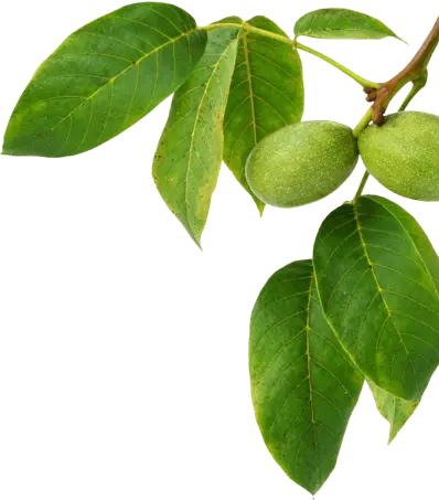 decorational image of a leaf