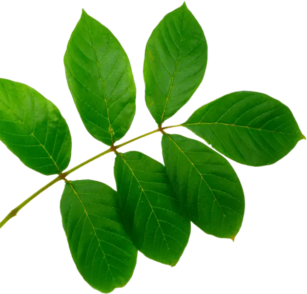 decorational image of a leaf